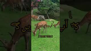 Hamare Huzoor ﷺ Raste Se Guzar Rahe The || Islamic Whatsapp Status|| Urdu Islamic Video || Part 2