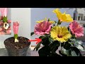 How I grow big hibiscus flowers with this little tip | hoa giâm bụt