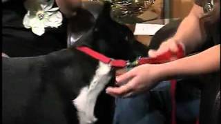 Tips to keep our furry friends active