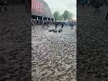 festivalgoers enjoying mud slide and a lighthearted chase