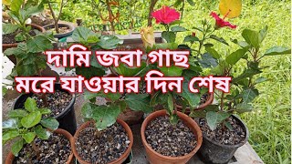 দামি বিদেশি জবা গাছ মরে যাওয়ার দিন শেষ