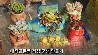 다육이 ☆매직골드쨈 다육식물☆ ☆적심 군생 만들기☆ Succulent plant Bottl garden 多肉植物 화분