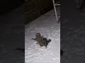 A Racoon Trying To Catch Falling Snow (Video In The Comments)