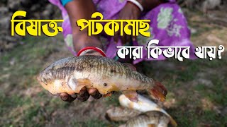 বিষাক্ত পটকা মাছ, কারা কিভাবে খায়? Poisonous puffer fish #Balaram_Mahalder