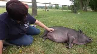 Adorable Pig Finds Forever Home