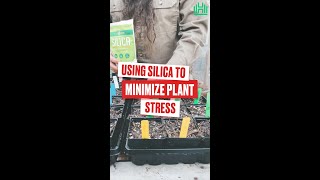 Using Silica Earth to Minimize Transplanting Stress