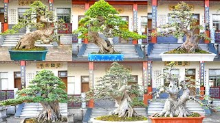 15 typical Chinese Bonsai works (Part #3)