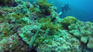 Japanese language teacher Scuba Diving in Kumejima, GoPro video