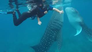 Whale shark