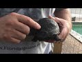 Aldabra Special Multi Scute Tortoise