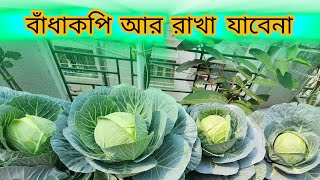 বাঁধাকপি গুলো এখনই তুলে নিতে হবে... গরমের জন্য কিছু গাছ বসিয়েছি।