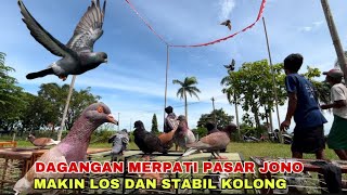 PASAR MERPATI JONO DAGANGAN MERPATI OVER CC DAN STABIL KOLONG