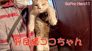 野良猫ココちゃん1216 #cat #野良ねこ