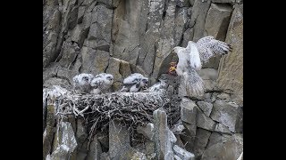 В поисках белого сокола