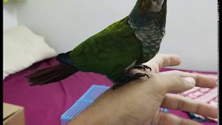 Unboxing Crimson Bellied Conure