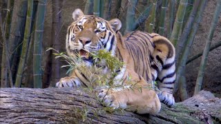 ソーンくんの爪研ぎです　アムールトラ　【浜松市動物園】Amur tiger Son-kun Hamamatsu Zoo