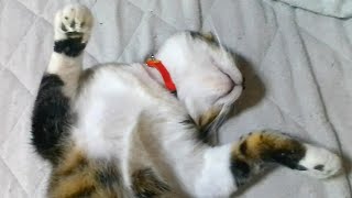 バンザイおやすみ中の猫くん　　protective cat sleeping in bed