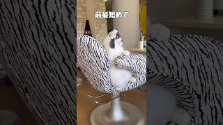 美容室で髪を切る猫【美容室と猫】#猫 #猫のいる暮らし #shorts