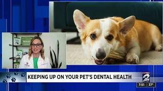 Seen at 7: Pet Dental Health