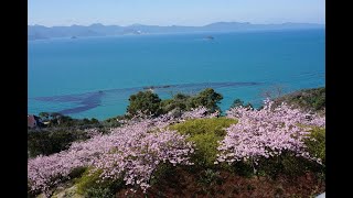 やっち郎の「河津桜満開！ 御立岬」