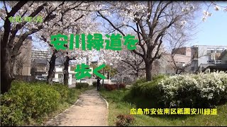 安川緑道を歩く 　～ 春Vr, ～