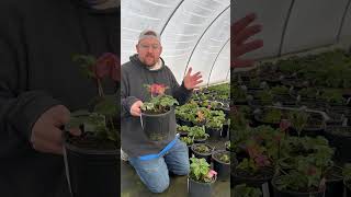 70 Seconds with Walburton's Rosemary Hellebore