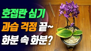 호접란 심기 - 화분 속에 화분이 있다? Phaelenopsis planting