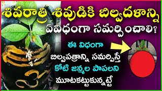 Bilva Patra Pooja Vidhanam | Maha Shivaratri Pooja Vidhanam in Telugu | Shivaratri Pooja Vidhanam