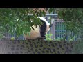 ウェザーリポート動画0617@東京都台東区10 34上野動物園「ハピバ～1歳と5日目のシャンシャン」