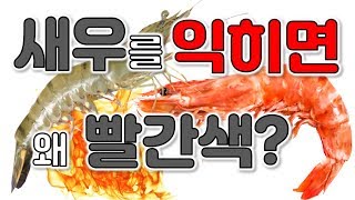 새우가 익으면 왜 빨간색이 될까? [코코보라 지식인]