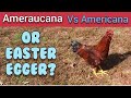 Ameraucana vs Americana vs Easter Egger | What's the Difference? - Ann's Tiny Life