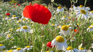 Coquelicots et marguerites de Provence