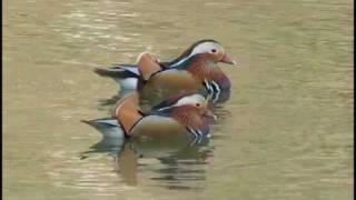 Mandarin Duck/オシドリ