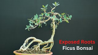 Exposed Roots Ficus Bonsai for Inspiration