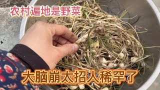 开春了农村遍地是野菜，娘俩不一会就挖一盆大脑崩，太过瘾了