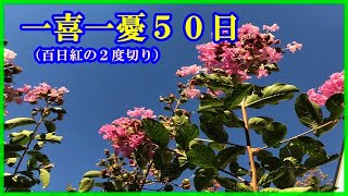 サルスベリ　花　２度切りの方法