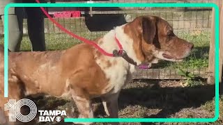 SPCA Tampa Bay hosts Clear the Shelter event, waives adoption fees