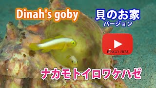 貝がお家　ナカモトイロワケハゼ　Dinah's goby #goby　#shellfish