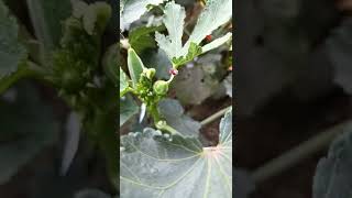 Okra hybrid seed production