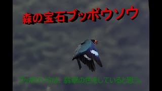 森の宝石ブッポウソウ