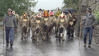 Alpabfahrt Mels  9.9.2017