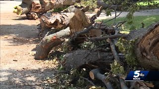 Historic Oklahoma City neighborhood upset about losing trees