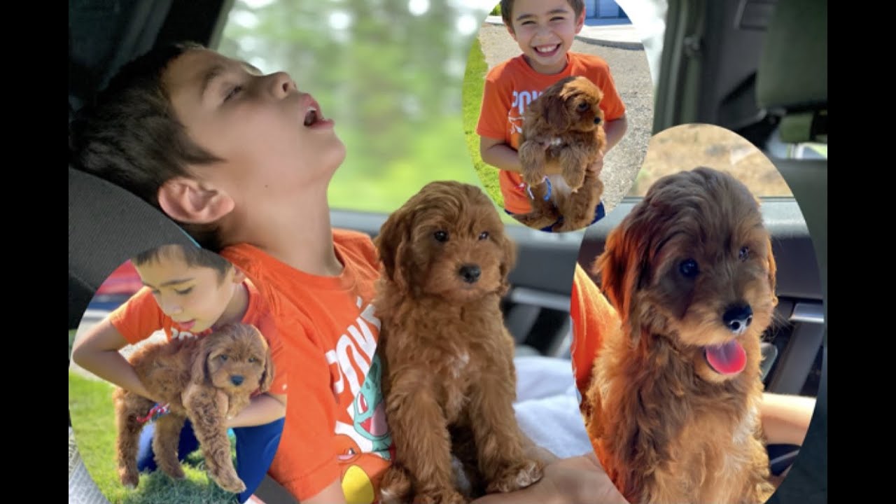 Our First Pet Youtube