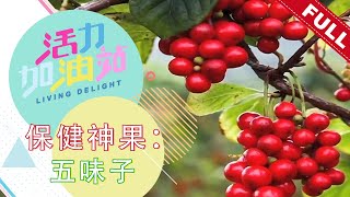 活力加油站 Living Delight (2022) | 2022年12月6日: 保健神果：五味子