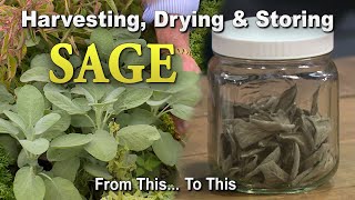 Sage: Harvesting, Drying, and Storing