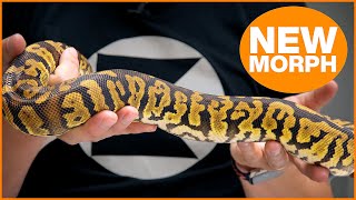 TORNADO - New Ball Python Project! | #Hetflix 209