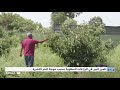 تضرر كبير في الزراعات السقوية بسبب موجة الحر الأخيرة بالمغرب