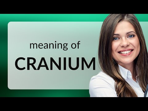 What is cranium mean?