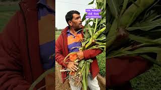 મકાઈ હોય તો આવી ???? #orgenic farming ,#ori ગાય આધારિત ખેતી ,#vastabhai vaghani