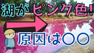 【オーストラリアのピンクレイク】なぜ塩湖がピンク色になる？